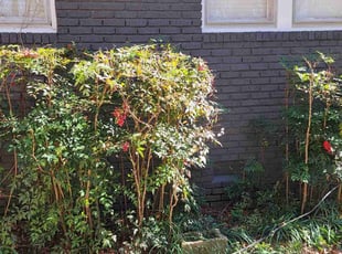 Bush Trimming by Gabriel Gray for John W. in Monroe, NC