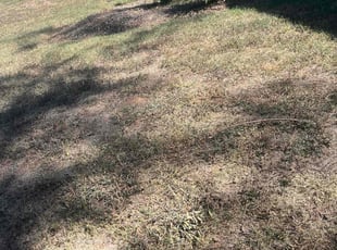 Bush Trimming by Gilberto Nava for Alicia K. in Nashville, TN
