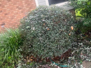 Bush Trimming by Kimberly GonzΓ‘lez for Dawn K. in Pasadena, TX