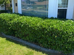 Bush Trimming by Jim Haak for Rebecca R. in Folsom, CA