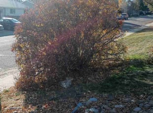 Bush Trimming by Alley Parker for Shannon J. in Northglenn, CO