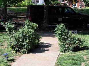 Bush Trimming by Danny Wells for Jane M. in Kansas City, MO