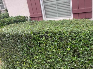 Bush Trimming by Ramon Mojica for Freddy G. in Sacramento, CA