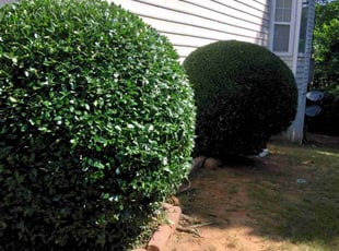 Bush Trimming by Enrique Juarez for Cary C. in Woodstock, GA