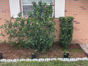 Bush Trimming by Edwin Rios Rosado for Kimberly D. in Deltona, FL