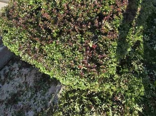 Bush Trimming by Selvy Pineda for Chere L. in Reisterstown, MD