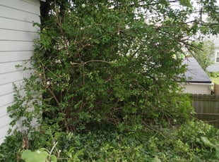 Bush Trimming by Anthony Coleman for Sandra W. in Garfield Heights, OH