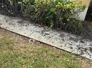 Landscaping by TJ Blu for Hammad T. in Tampa, FL