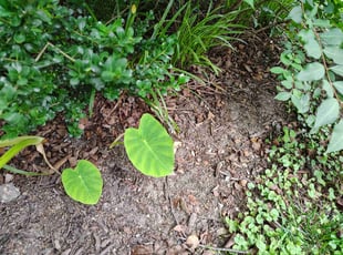 Weeding by Michael Starnes for Sarah P. in Virginia Beach, VA