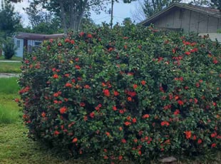 Alexandra R.'s Bush Trimming service result