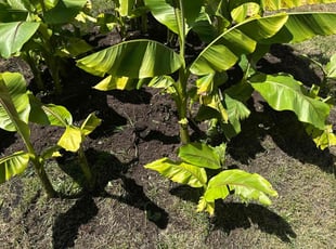Weeding by Nouri Abdel-kader for Elliott C. in Everett, WA