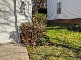 Bush Trimming by Alan Cortes for Dawn B. in Charlotte, NC