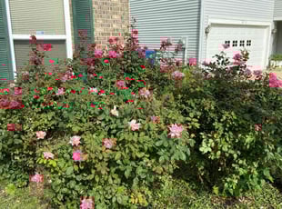 Bush Trimming by Alexander Kauffman for David S. in Indianapolis, IN