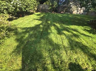Donald H.'s Lawn Mowing service result