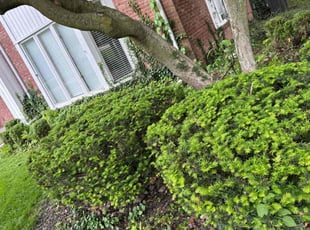 Bush Trimming by Keree Farris for Jonee M. in Sylvania, OH
