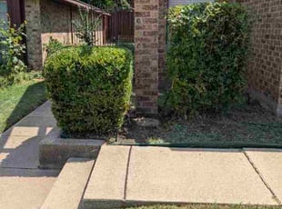 Bush Trimming by Manuel Solis Soto for Terry T. in Garland, TX