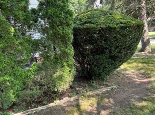 Bush Trimming by Marcus Williams for Roderick V. in Maple Heights, OH