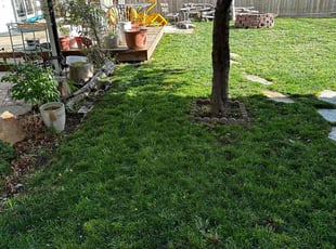 Maryann W.'s Lawn Maintenance service result