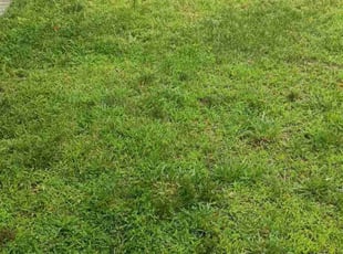 Argusties M.'s Lawn Care service result