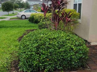 Bush Trimming by Carlos Martinez for maddie k. in Davenport, FL