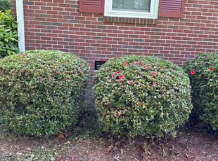 Bush Trimming by Shayron Jones for James M. in Newport News, VA
