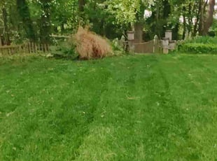 Bush Trimming by Brayan Aguilar Cardona for Salicia L. in Perry Hall, MD