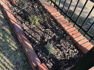 Weeding by Edgar Elmore for Machiel C. in Alexandria, VA