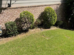 Bush Trimming by Daniel Burse for Amber F. in Mableton, GA