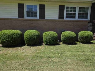 Bush Trimming by Kyle Bryant for Diana v. in Easley, SC
