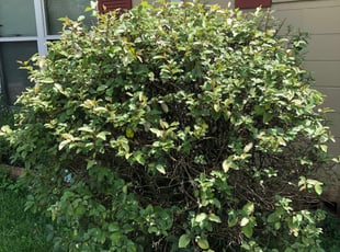 Bush Trimming by Marlo Dickens for Karen O. in Tallahassee, FL