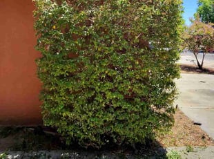 Bush Trimming by Jesus Urquides for Jan R. in Fresno, CA