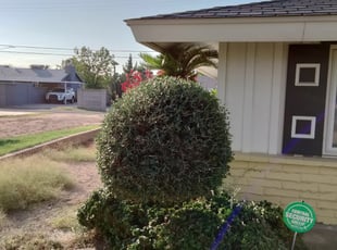Bush Trimming by Toni Vaughn for Heather J. in Phoenix, AZ