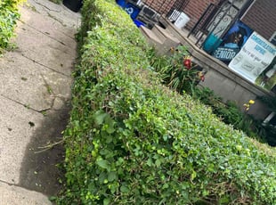 Bush Trimming by Eric Brooks for Kentina W. in Philadelphia, PA