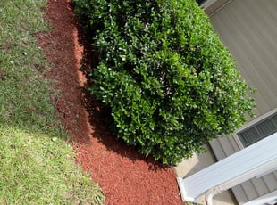 Mulching by Mario Lugo for Makeda S. in Durham, NC