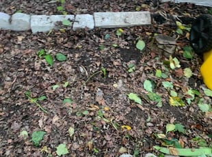 Weeding by Peter Green for Michele G. in Brooklyn Park, MD