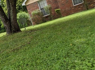 Bush Trimming by Alan Cortes for Detrick B. in Charlotte, NC
