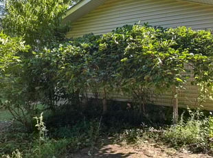 Bush Trimming by Ana Robles for Victor B. in Nokesville, VA