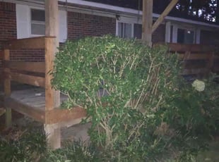 Bush Trimming by Chase Hatmaker for Amy M. in Virginia Beach, VA