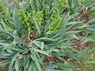 Weeding by Mathew Benham for Roy V. in Syracuse, NY