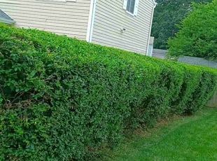 Bush Trimming by Royce Jenkins for Kelvin A. in Newport News, VA