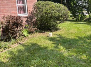 Bush Trimming by Adrian Mendoza for Kris R. in Lake Zurich, IL