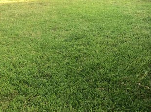 Trina R.'s Lawn Service service result