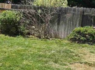 Bush Trimming by Conner Dunn for Cody G. in Boise, ID