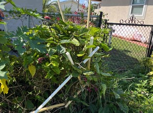 Bush Trimming by Dennis Friedline for Betty L. in Daytona Beach, FL