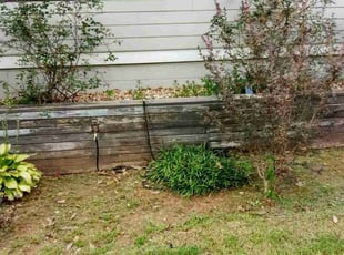 Bush Trimming by Carlo Wise for Mark P. in Atlanta, GA