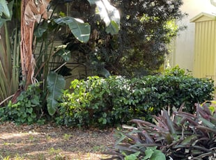Bush Trimming by Dwaylon Peterson for James r. in St. Petersburg, FL