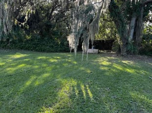 Suzanne S.'s Grass Cutting service result