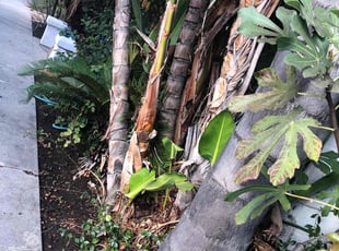 Bush Trimming by Santos Pereira for Kathleen P. in Los Angeles, CA