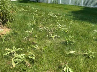 Weeding by Oscar DΓaz for Comfort F. in Nazareth, PA