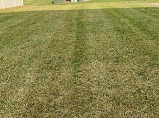 Cody M.'s Lawn Mowing Service service result